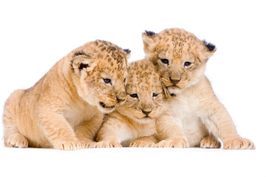 Lion Cubs (3 weeks)  in front of a white background. All my pictures are taken in a photo studio.