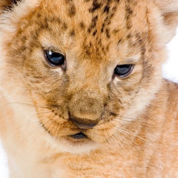 close-up on a Lion Cub (3 weeks) in front of a white background. All my pictures are taken in a photo studio.