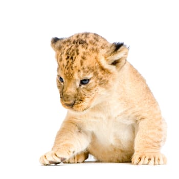 Lion Cub  (3 weeks) lying down in front of a white background. All my pictures are taken in a photo studio.