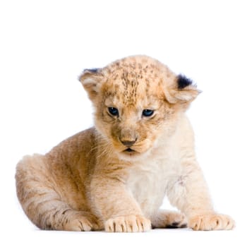 Lion Cub  (3 weeks) lying down in front of a white background. All my pictures are taken in a photo studio.