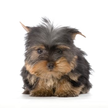 Yorkshire Terrier in front of a white background