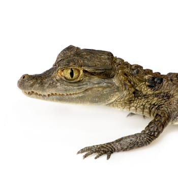 young Spectacled Caiman devant un fond blanc