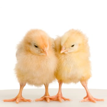 chick in front of a white background