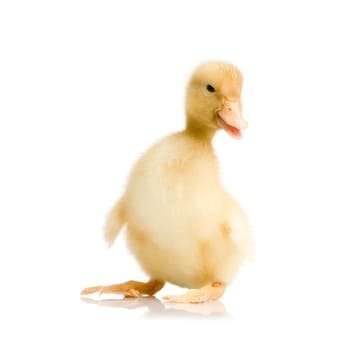 Duckling in front of a white background