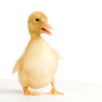 Duckling in front of a white background