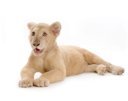 studio shot of a white Lion Cub  (5 months) in front of a white background.
