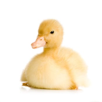 Duckling in front of a white background