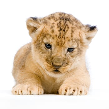 Lion Cub  (3 weeks) lying down in front of a white background. All my pictures are taken in a photo studio.