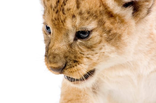 Lion Cub  (3 weeks) lying down in front of a white background. All my pictures are taken in a photo studio.