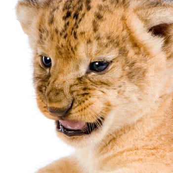 close-up on a Lion Cub (3 weeks) in front of a white background. All my pictures are taken in a photo studio.