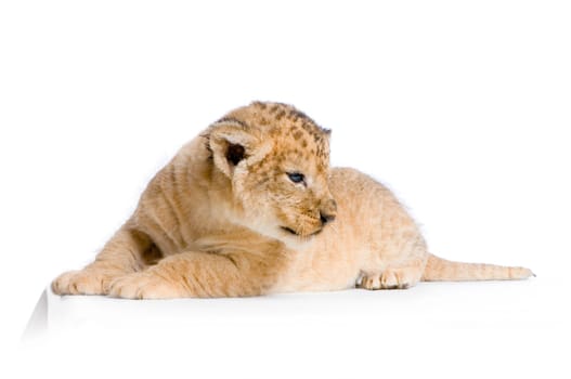 Lion Cub (3 weeks) lying down in front of a white background. All my pictures are taken in a photo studio.