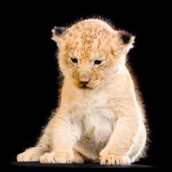 Lion Cub (3 weeks) sitting in front of a balck background. All my pictures are taken in a photo studio.
