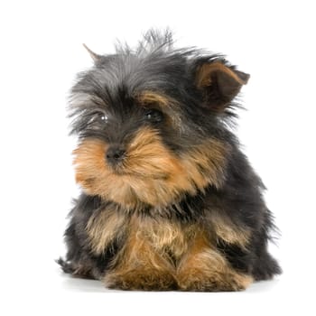 Yorkshire Terrier in front of a white background
