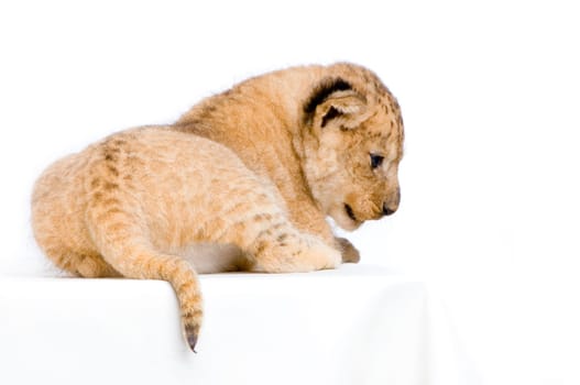 Lion Cub  (3 weeks) lying down in front of a white background. All my pictures are taken in a photo studio.