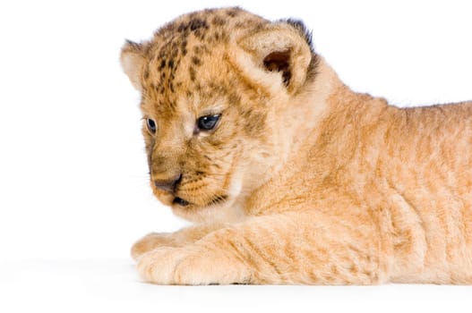 Lion Cub (3 weeks) lying down in front of a white background. All my pictures are taken in a photo studio.