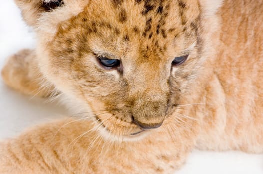 close-up on a Lion Cub (3 weeks) in front of a white background. All my pictures are taken in a photo studio.