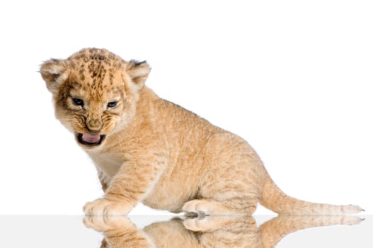 Lion Cub  (3 weeks) lying down in front of a white background. All my pictures are taken in a photo studio.