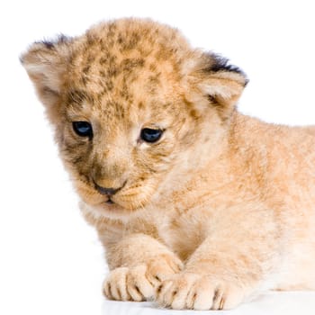 Lion Cub  (3 weeks) lying down in front of a white background. All my pictures are taken in a photo studio.