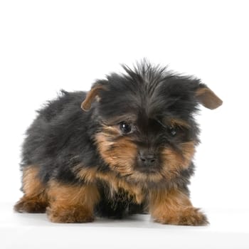 Yorkshire Terrier in front of a white background