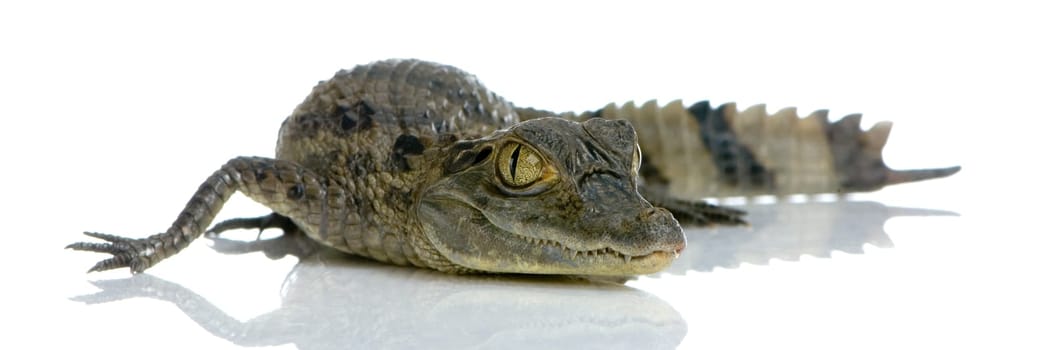 young Spectacled Caiman devant un fond blanc