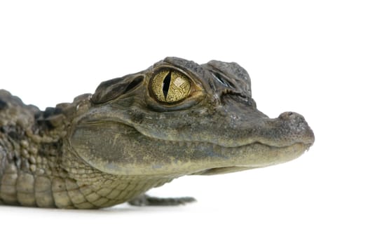 young Spectacled Caiman devant un fond blanc