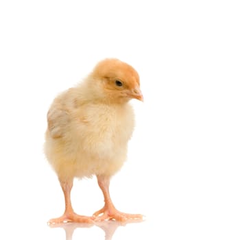 chick in front of a white background