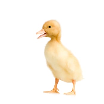Duckling in front of a white background