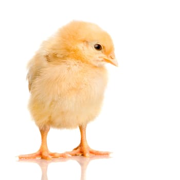 chick in front of a white background