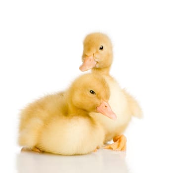 Duckling in front of a white background
