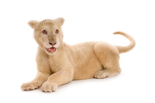 studio shot of a white Lion Cub  (5 months) in front of a white background.