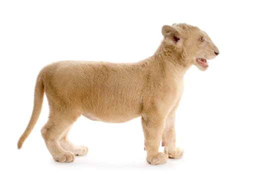 studio shot of a white Lion Cub  (5 months) in front of a white background.