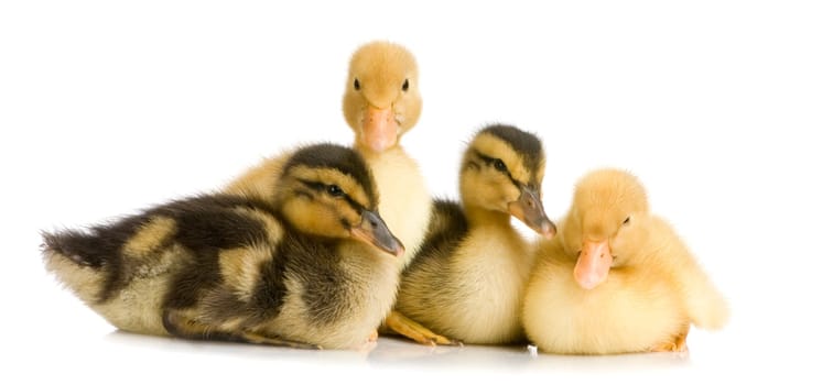 Duckling in front of a white background