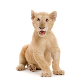 studio shot of a white Lion Cub  (5 months) in front of a white background.