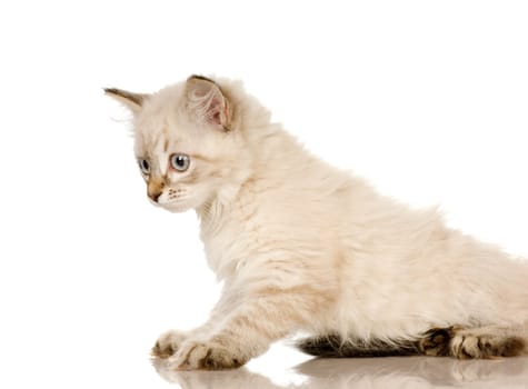 Blu-tabby-point Birman kitten in front of a white background