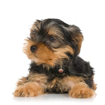 pupyy Yorkshire Terrier in front of a white background