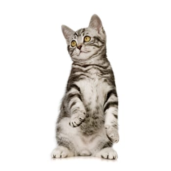British Shorthair kitten in front of a white background