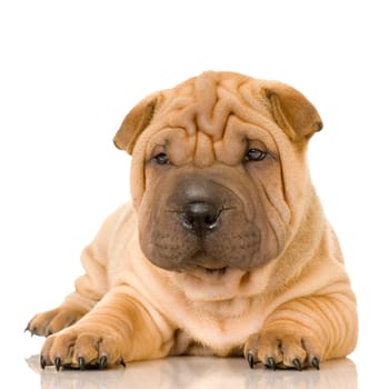 Sharpei in front of a white background