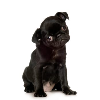 Pug stitting in front of white background.
