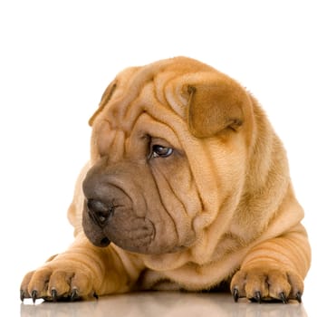 Sharpei in front of a white background