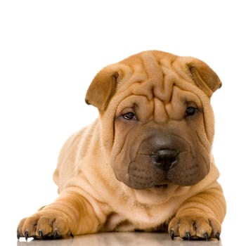 Sharpei in front of a white background