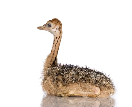 Ostrich Chick in front of a white background
