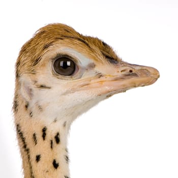Ostrich Chick in front of a white background
