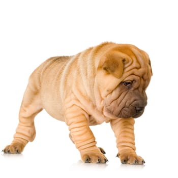 Sharpei in front of a white background