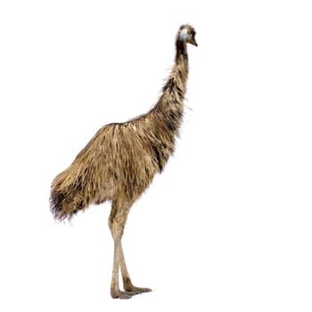 Emu in front of a white background