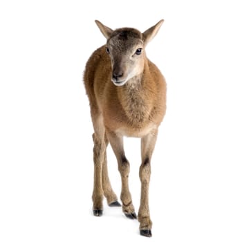 Mountain sheep of the alps in front of a white background