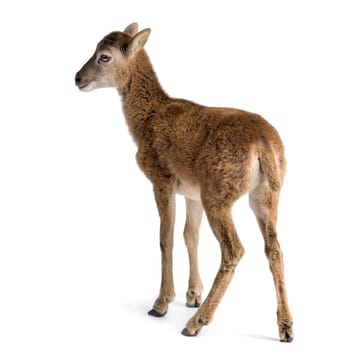Mountain sheep of the alps in front of a white background