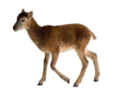 Mountain sheep of the alps in front of a white background