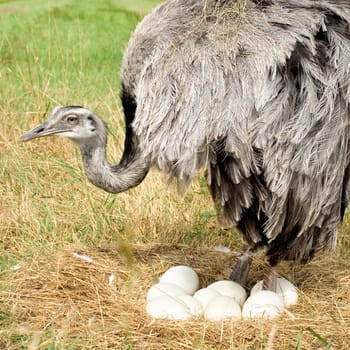 Ostrich Chick in front of a white background