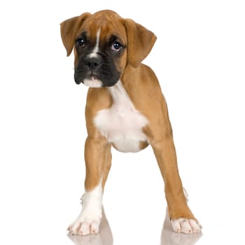 puppy Boxer in front of white background