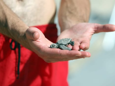 Man holding a newborn Baby Olive Ridley sea turtle .